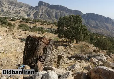 قطع ۶۰۰۰ درخت برای ساخت جاده در استان فارس