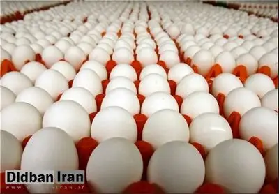قیمت هر کیلو تخممرغ درب مرغداری ۶۱ هزار تومان شد