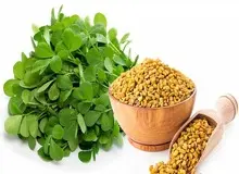 خواص درمانی گیاه «شنبلیله»/ از درمان سرفه تا تقویت مو 