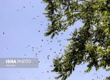 محیط زیست: افزایش پروانه‌ها ‌نگران کننده نیست
