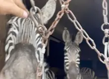 علت مرگ «گورخر های باغ وحش صفادشت» خونریزی در ریه‌ها اعلام شد