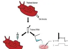 انتقال خاطرات یک حلزون به حلزون دیگر توسط محققان آمریکایی
