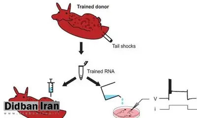 انتقال خاطرات یک حلزون به حلزون دیگر توسط محققان آمریکایی
