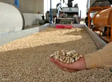 روسیه و امارات مشتری دائمی طلای سبز ایران