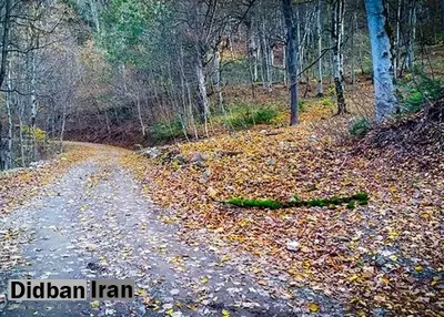 مسیرهای منتهی به جنگل‌های نوشهر مسدود شد
