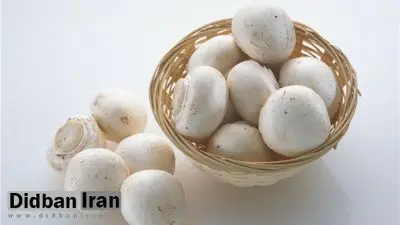 بذر قارچ‌های شرکتی اصلاح شده است/ مردم بدون نگرانی قارچ بسته‌بندی مصرف کنند
