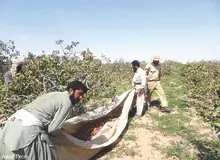 افغانستانی ها پسته ایرانی را خریداری کرده و برای تماشاگران جام جهانی صادر می کنند / پسته های ایران این بار با نشان افعانستان در بازار جهانی / کاهش ۱۹‌درصدی صادرات پسته