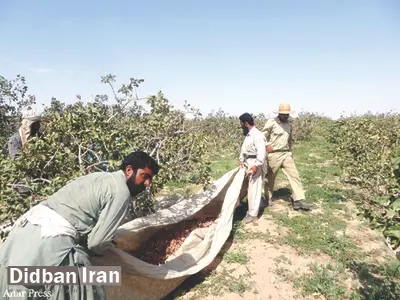 افغانستانی ها پسته ایرانی را خریداری کرده و برای تماشاگران جام جهانی صادر می کنند / پسته های ایران این بار با نشان افعانستان در بازار جهانی / کاهش ۱۹‌درصدی صادرات پسته