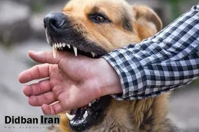 افزایش ۱۰ درصدی مصدومان گازگرفتگی سگ در مازندران