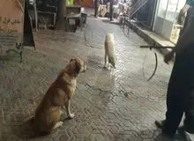 سگ‌های بی صاحب یک مرد را در شاهین شهر کُشتند