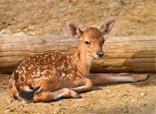 نخستین گوزن زرد ایرانی سال ۱۴۰۲ در «دشت ناز» ساری به دنیا آمد