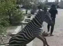 باغ وحش صفادشت: سوء مدیریت و استرس باعث مرگ گورخر آفریقایی شد
