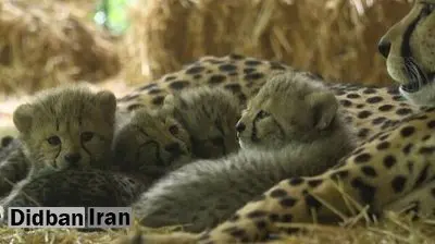 مدیرعامل سابق انجمن یوز ایران: بر اساس تصاویر منتشر شده، نقصهای زیادی در جریان تولد تولههای «ایران» مشاهده شد /وضعیت یوز ایرانی بحرانی است؛ طرح تکثیر در اسارت بهطور قطع لازم است/ مجوز معدنکاری در توران صادر شده، باید فاتحه یوز در این منطقه را بخوانیم