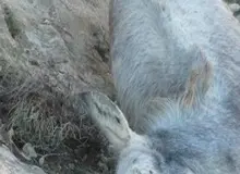 طالبان چهار «خر» را به جرم انتقال مواد غذایی تیرباران کردند