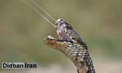 چرا نیش مار کشنده است؟ / ۹۰ میلی‌ثانیه مرگبار