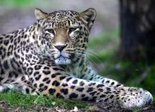 مشاهده پلنگ ماده و توله‌اش در جنگل‌های هیرکانی + فیلم