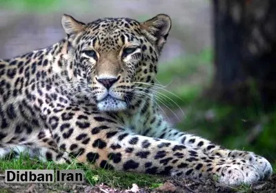 مشاهده پلنگ ماده و تولهاش در جنگلهای هیرکانی + فیلم