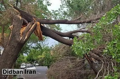 تندباد در گلستان باعث شکسته‌شدن درختان و سقوط چند تیر برق شد/ ریزش دیوار یک خانه مسکونی