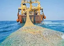 صید «ترال» همچنان خلیج فارس را جارو می کند/ از تخریب بستر  زنده دریا تا کوچک شدن سفره صیادان