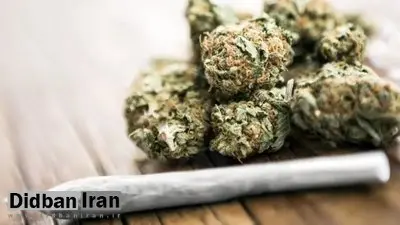 عوارض تکان‌دهنده مخدر گل؛ از قتل و خودکشی تا بستری شدن در تیمارستان/ دسترسی به این مخدر خطرناک در کشور کمتر از ۱۰ دقیقه است