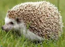 مشاهده گونه نادر تشی در اشنویه برای اولین بار