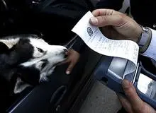 خودروی سگ‌گردان‌های اصفهانی توقیف می‌شود 