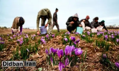 نایب رئیس شورای ملی زعفران خبر داد؛آغاز برداشت زعفران نوبرانه/هر کیلوگرم طلای سرخ حداکثر ۱۰ میلیون تومان