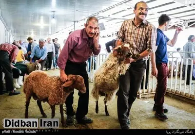 ذبح دام در تهران ممنوع شد
