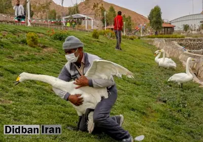 هزاران پرنده در باغ پرندگان قم به دلیل ابتلا به آنفلوآنزای فوق حاد کُشته شدند
