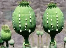 بلای تاریخی تریاک