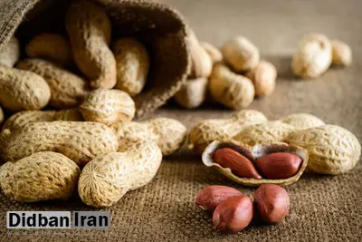 بادام‌زمینی روند پیری را آهسته می‌کند
