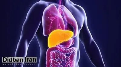 سه عامل خطر ابتلا به بیماریهای کبدی