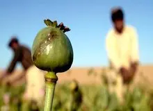 سقوط تولید افغانستان؛ زلزله‌ای در بازار منطقه‌ای تریاک/ هزینه واردات؛ ۸۰ همت برای تأمین نیاز سالانه