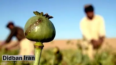 سقوط تولید افغانستان؛ زلزله‌ای در بازار منطقه‌ای تریاک/ هزینه واردات؛ ۸۰ همت برای تأمین نیاز سالانه