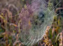 دستاورد محققان در علم ژنتیک: عنکبوت‌ها برای اولین‌بار ابریشم رنگی تولید کردند