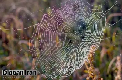 دستاورد محققان در علم ژنتیک: عنکبوتها برای اولینبار ابریشم رنگی تولید کردند