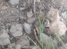 محیط‌زیست: نجات دو قلاده توله پلنگ در ایذه