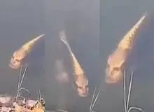 ماهی عجیب صورت انسانی!+فیلم 