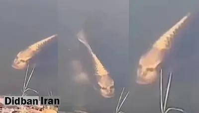 ماهی عجیب صورت انسانی!+فیلم 