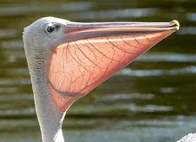 فرود پلیکان غول پیکر در یک منزل مسکونی در تهران/ تصویر