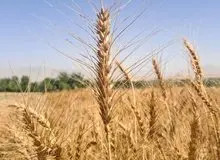 پایان جلسه شورای قیمت‌گذاری گندم بازهم بدون تعیین نرخ