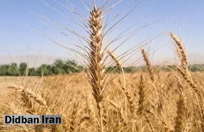پایان جلسه شورای قیمت‌گذاری گندم بازهم بدون تعیین نرخ