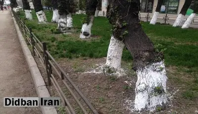 آتش زدن تنه درختان جنگلی 3 تا 12 ماه حبس دارد