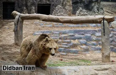 ۶۰ درصد حیوانات باغ وحش ارم پیر هستند/ مسن‌ترین حیوان شامپانزه‌ای به نام «پرویز» با ۷۲ سال است