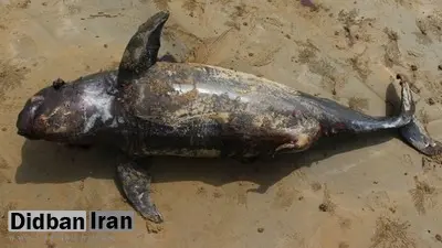 تلف شدن ۳ نهنگ کوچک طی یک هفته در بندرلنگه