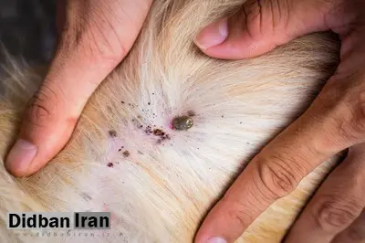 درمان کک، کنه و جرب سگ با براوکتو