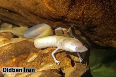 یک سمندر سفید ۷ سال زیر نظر دانشمندان بود و حتی یک میلیمتر از جایش تکان نخورد