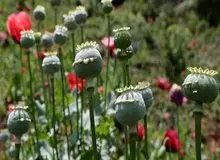 کشت شقایق الیفرا آزاد شد