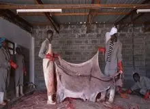 اقتصاد عجیب الاغ‌ها؛ بازار ۷.۸ میلیارد دلاری چین و چالش کشورهای آفریقایی