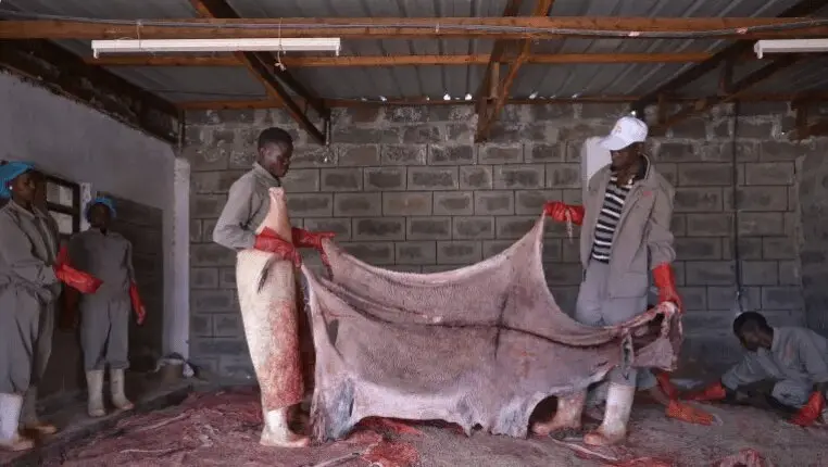 اقتصاد عجیب الاغ‌ها؛ بازار ۷.۸ میلیارد دلاری چین و چالش کشورهای آفریقایی